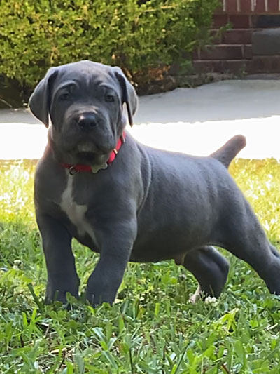 Stronghold Mastiffs and Bulldogs Puppies For Sale
