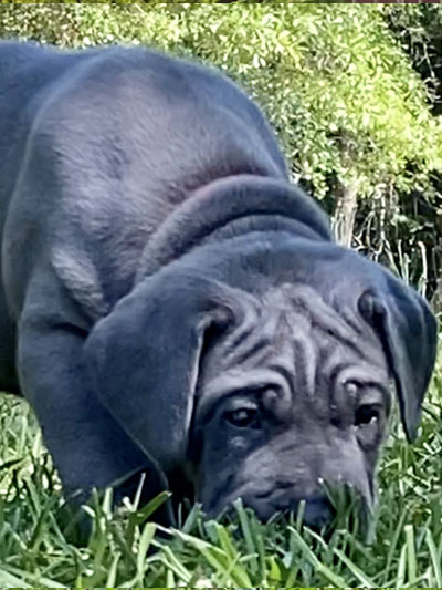 Stronghold Mastiffs and Bulldogs Puppies For Sale