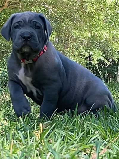 Stronghold Mastiffs and Bulldogs Puppies For Sale