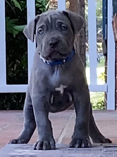 Stronghold Mastiffs and Bulldogs Puppies For Sale