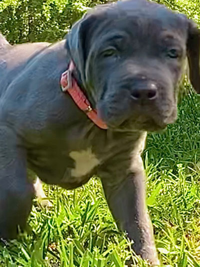 Stronghold Mastiffs and Bulldogs Puppies For Sale