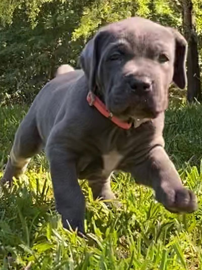 Stronghold Mastiffs and Bulldogs Puppies For Sale