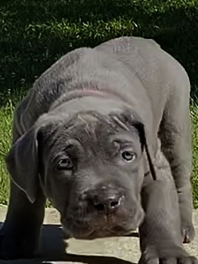 Stronghold Mastiffs and Bulldogs Puppies For Sale