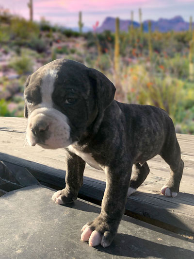 Stronghold Mastiffs and Bulldogs of Marana, Arizona | American Bulldog Puppies for Sale