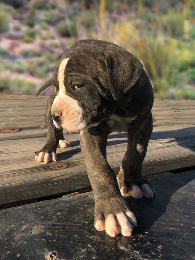 Stronghold Mastiffs and Bulldogs of Marana, Arizona | American Bulldog Puppies for Sale