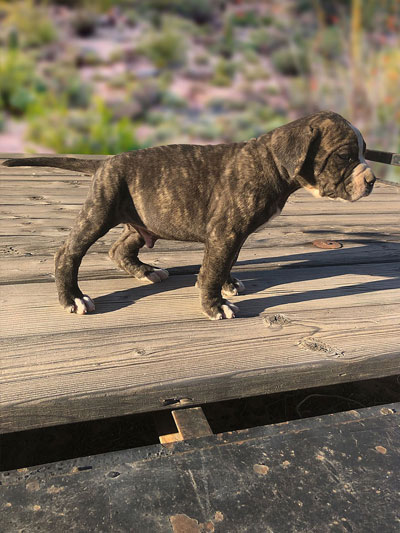 Stronghold Mastiffs and Bulldogs of Marana, Arizona | American Bulldog Puppies for Sale