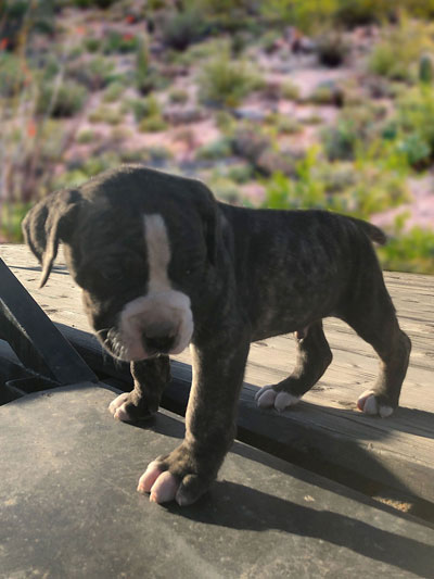 Stronghold Mastiffs and Bulldogs of Marana, Arizona | American Bulldog Puppies for Sale
