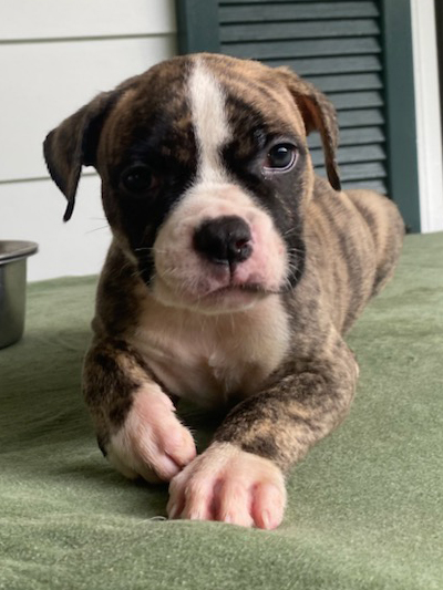 Stronghold Mastiffs and Bulldogs of Marana, Arizona | American Bulldog Puppies for Sale