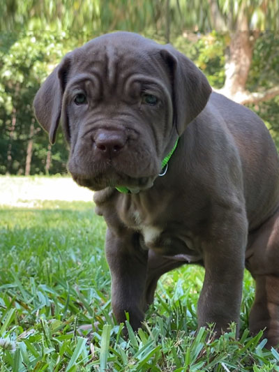 Stronghold Mastiffs and Bulldogs Puppies For Sale