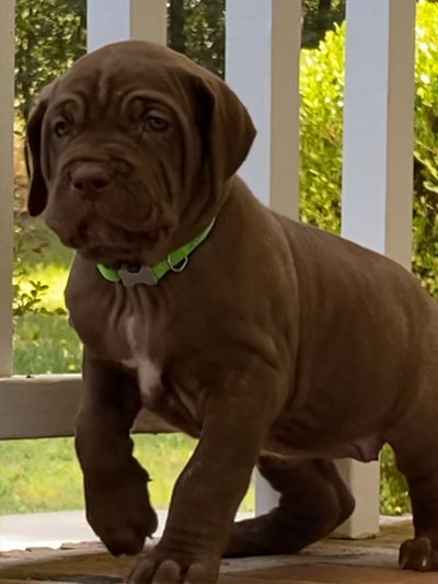 Stronghold Mastiffs and Bulldogs Puppies For Sale